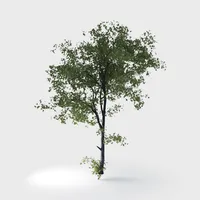 Modèle 3D d'un arbre réaliste avec un tronc foncé robuste et un couvert complet de feuilles vertes vibrantes dans les formats MAX, RAR et SKP.